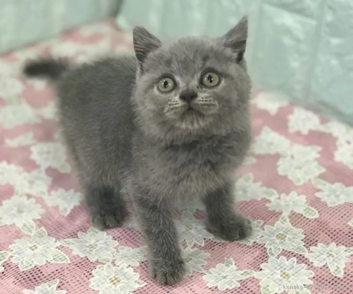 ID：1808-00229の子猫