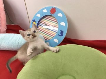 シンガプーラ【静岡県・男の子・2017年8月13日・セピアグーティー】の写真「甘えん坊のボク」