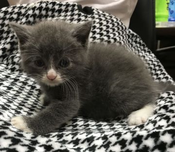 マンチカン(長足)【静岡県・男の子・2018年7月1日・ブルーアンドホワイト（ふわふわショート）】の写真「ホワイトのミトンの手袋をはめた男の子」