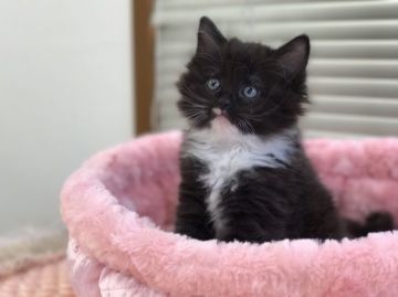 マンチカン【静岡県・女の子・2017年8月14日・ブラック&ホワイト】の写真「中足の女の子」