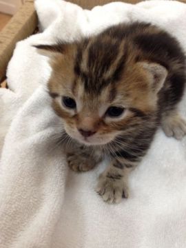 アメリカンショートヘア【静岡県・男の子・2015年4月24日・ブラウンタビー】の写真「元気のよい男の子」