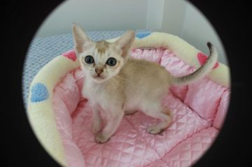 シンガプーラ【静岡県・女の子・2016年11月4日・セピアグーティ】の写真「」