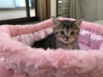 マンチカン【静岡県・女の子・2017年3月10日・ブラウンタビー】の写真「まん丸な表情がとても魅力的な私です。」