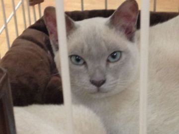 トンキニーズ【静岡県・男の子・2016年11月3日・ライラックポイント（シルキー）】の写真「凛々しいお顔で、すこぶる良血統です。」