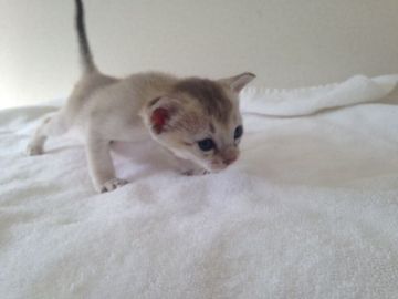 シンガプーラ【静岡県・女の子・2015年12月10日・セピアグーティー】の写真「元気な女の子」