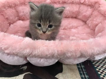 マンチカン【静岡県・女の子・2017年8月14日・ブルーマッカルタビー&ホワイト】の写真「白いソックス履いてます」