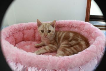 アメリカンショートヘア【静岡県・男の子・2016年9月13日・カメオタビー】の写真「」