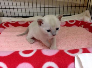 トンキニーズ【静岡県・女の子・2016年11月3日・ライラックポイント】の写真「」