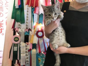 マンチカン【静岡県・女の子・2017年8月14日・ブルーマッカレルタビー】の写真「ど短足、でも身体能力抜群のキュートな女の子」