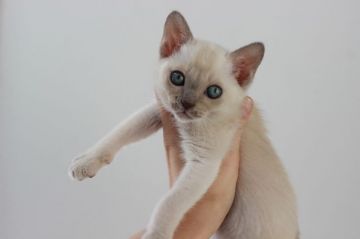 トンキニーズ【静岡県・男の子・2016年11月3日・ライラックポイント】の写真「」