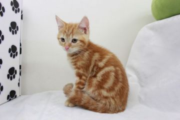 アメリカンショートヘア【静岡県・男の子・2016年4月26日・レッドタビー】の写真「イケメン君」