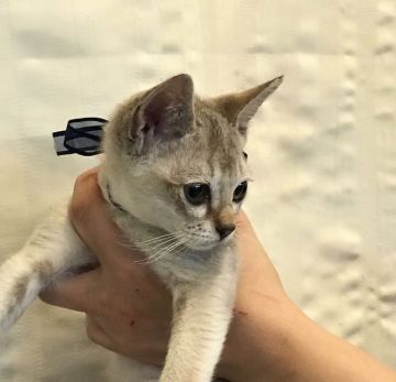 シンガプーラ【静岡県・男の子・2017年8月16日・セピアグーティ】の写真「大きな目がこぼれそう、ヤンチャだけど甘い僕」