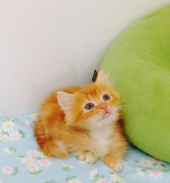 マンチカン【静岡県・男の子・2016年7月20日・レッドタビーロング】の写真「超短足のかわいいぼうや」