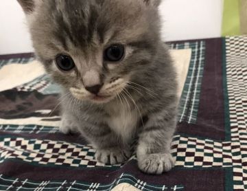 マンチカン【静岡県・女の子・2017年8月14日・ブルーマッカレルタビー】の写真「超短足」