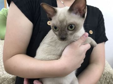 トンキニーズ【静岡県・男の子・2017年5月24日・シャンパンミンク】の写真「イケメンなボク」