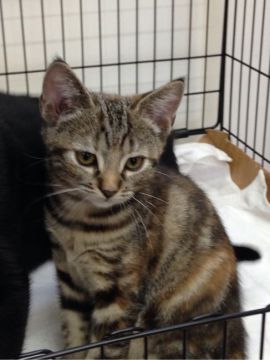 アメリカンショートヘア【静岡県・女の子・2016年8月3日・ブラウンパッチドタビー】の写真「」