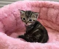 アメリカンショートヘア【静岡県・女の子・2017年9月28日・ブラウンパッチドタビー】の写真1