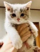 マンチカンxブリティッシュショートヘア【静岡県・女の子・2020年10月10日・】の写真1「ブリ譲りの大きなお目目」