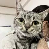 アメリカンショートヘア【静岡県・女の子・2023年9月10日・ブラウンタビー】の写真1