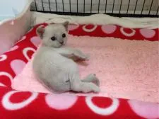 トンキニーズ【静岡県・女の子・2016年11月3日・ライラックミンク】の写真1