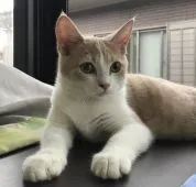 スコティッシュストレート【静岡県・男の子・2019年4月20日・】の写真1「大好きな出窓で、一休み、次のイタズラを模索中です。」