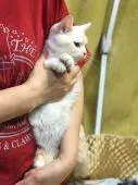 アメリカンショートヘア【静岡県・男の子・2019年10月31日・】の写真2