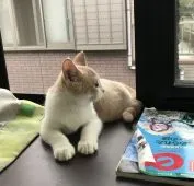 スコティッシュストレート【静岡県・男の子・2019年4月20日・】の写真2