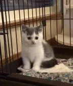 ブリティッシュショートヘア【静岡県・男の子・2017年8月10日・ブルー&ホワイト】の写真2