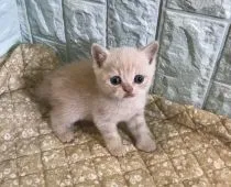 ブリティッシュショートヘア【静岡県・男の子・2018年6月30日・】の写真2「頼りなさげな感じがなんとも可愛い。」