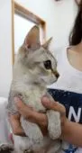 シンガプーラ【静岡県・男の子・2016年4月11日・】の写真3