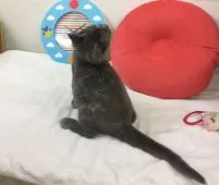 マンチカン【静岡県・女の子・2016年7月20日・ブルークリームトーティシェル】の写真3