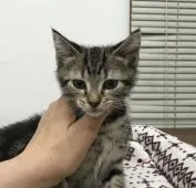 アメリカンショートヘア【静岡県・男の子・2018年3月18日・ブラウンタビー】の写真3「背中の柄も綺麗」