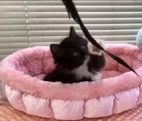 マンチカン【静岡県・女の子・2017年8月14日・ブラック&ホワイト】の写真4