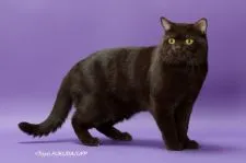 ブリティッシュショートヘア【静岡県・男の子・2017年8月10日・ブルー&ホワイト】の写真4「TICA シュープリームグランドチャンピオン 前年度アジアNO1. インターナショナル15位」