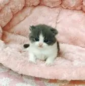 ブリティッシュショートヘア【静岡県・男の子・2018年3月22日・】の写真4「お耳小さめで可愛い！」