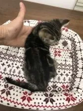 アメリカンショートヘア【静岡県・男の子・2018年3月18日・ブラウンタビー】の写真5「ブラウンのコントラストが綺麗です。」