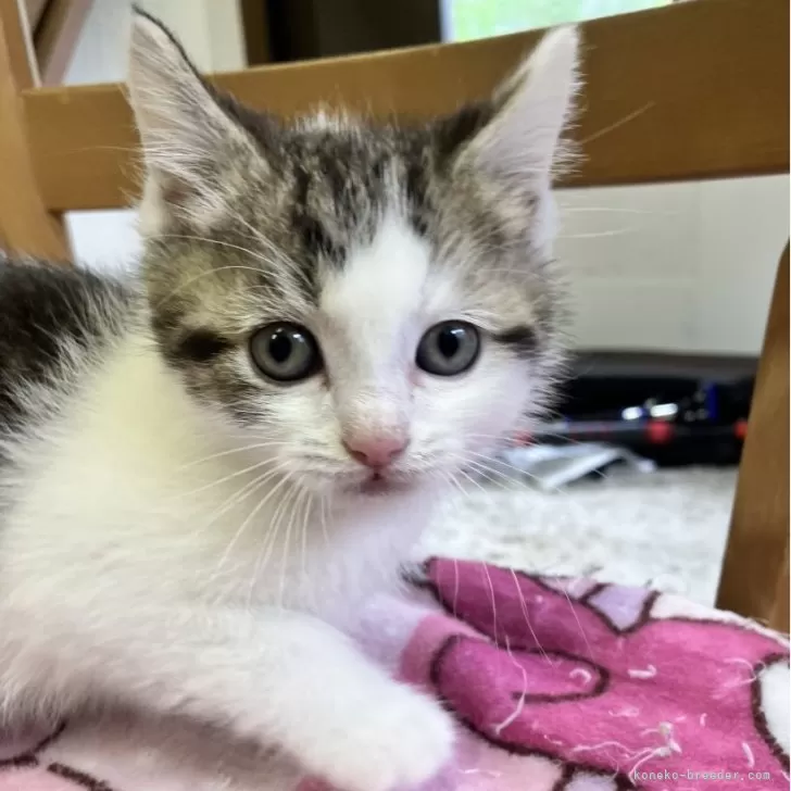 ID：2505-03403の子猫