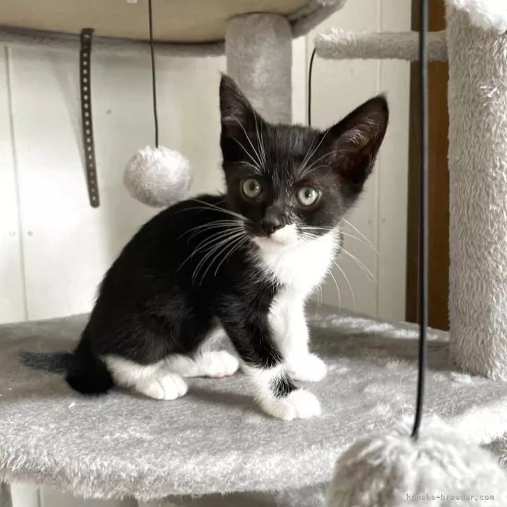 ID：2505-03409の子猫