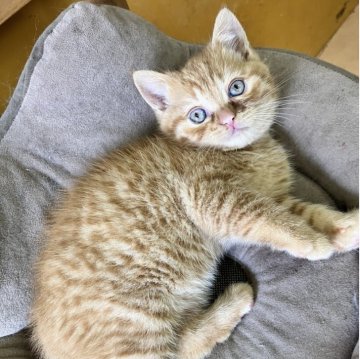 ブリティッシュとアメショMIX【静岡県・男の子・2026年2月13日・レッドタビー（ショートヘア）】の写真「得意技はへそ天な甘々スイートボーイ」