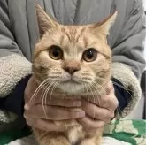 アメリカンショートヘア【静岡県・男の子・2023年4月20日・レッドタビー】の写真1