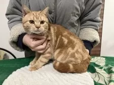 アメリカンショートヘア【静岡県・男の子・2023年4月20日・レッドタビー】の写真6