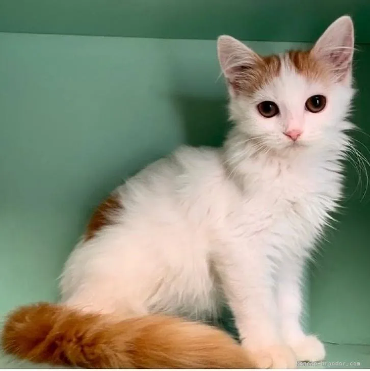 ID:2208-02067の子猫