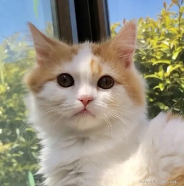 ID：1904-01519の子猫