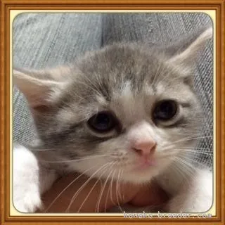 ID：1507-00276の子猫