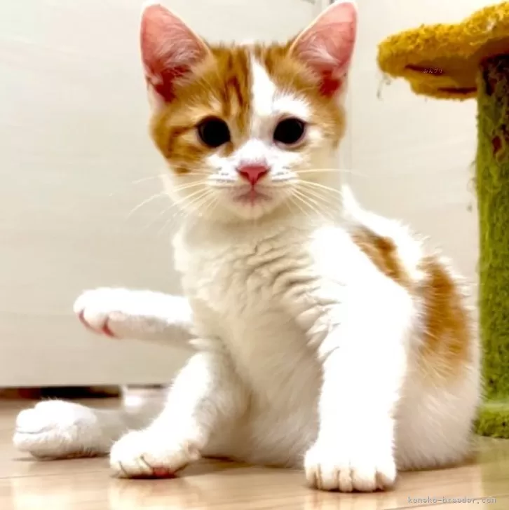 ID：2411-01439の子猫