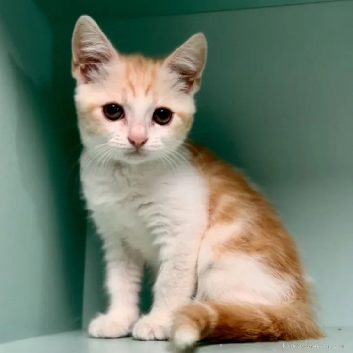 ID:2306-02131の子猫
