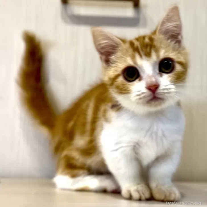 ID:2405-00022の子猫
