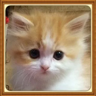 ID:1505-00226の子猫