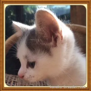 ID:1507-00273の子猫