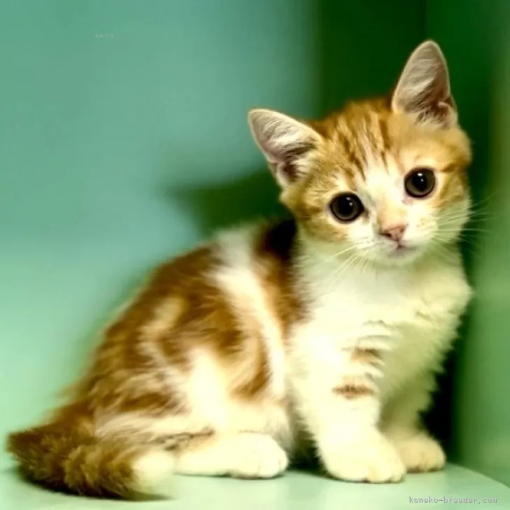 ID：2311-00188の子猫